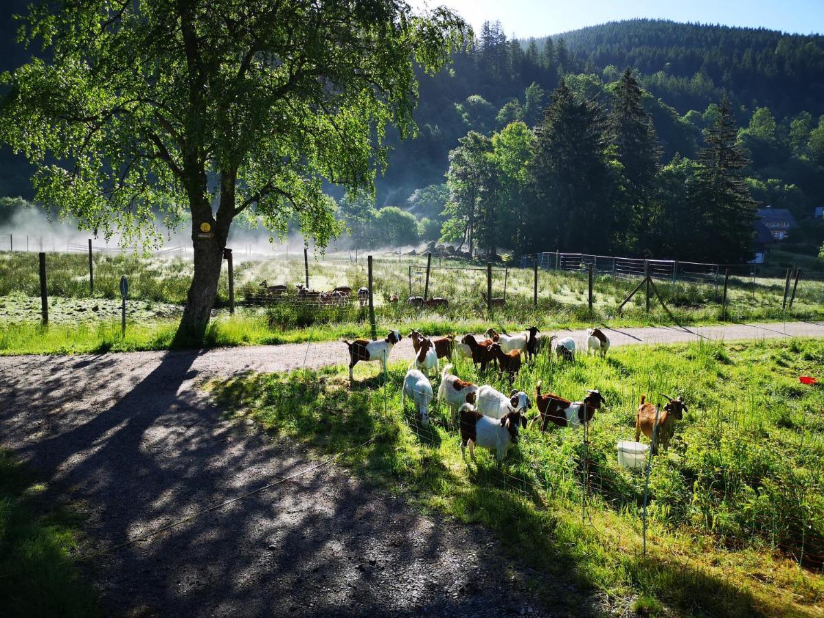 B1 Albmatte-Fewo Sauna, Hallenbad Aussenbecken Massagen Nebenan Menzenschwand-Hinterdorf المظهر الخارجي الصورة